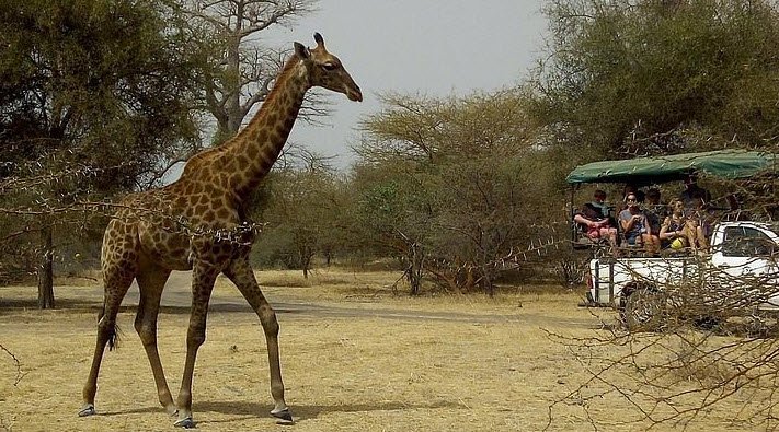 Bandia Reserve, Near Saly, Thiès Region, Senegal
